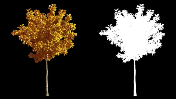 Soffiando sul vento autunno alberi gialli isolati con alfa — Foto Stock