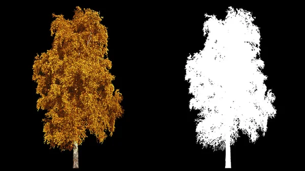 Dmuchanie na wiatr jesienny żółty drzewa na białym tle z alfa — Zdjęcie stockowe
