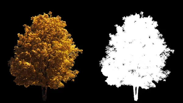 Soplando en el viento árboles amarillos de otoño aislados con alfa —  Fotos de Stock