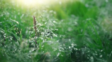 Güzel alan çimen, yakından atış, yağmur damlaları düşen, makro güneş shininng