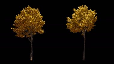 Alfa ile izole Rüzgar sonbahar sarı ağaçlar üzerinde üfleme 2