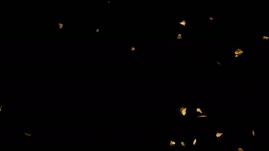 Yavaş, closeup yukarıdan düşen sonbahar sarı yapraklar