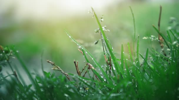 Hermosa hierba de campo, primer plano macro disparo, gotas de lluvia cayendo, el sol brilla — Vídeos de Stock