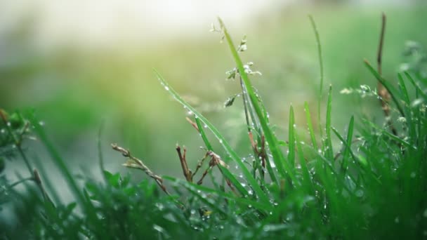 Krásné pole trávy, zblízka makro výstřel, kapky deště padající, slunce shininng