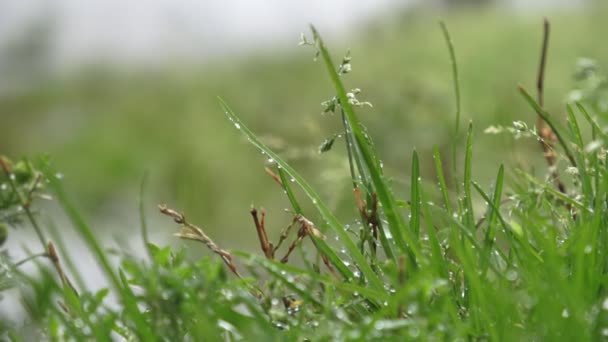 Hermosa hierba de campo, primer plano macro disparo, gotas de lluvia cayendo, material de archivo plano en bruto — Vídeo de stock