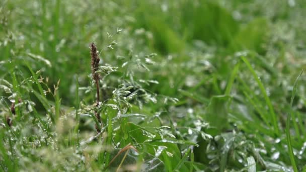 Bella erba da campo, primo piano macro shot, gocce di pioggia che cadono, filmati piatti grezzi — Video Stock
