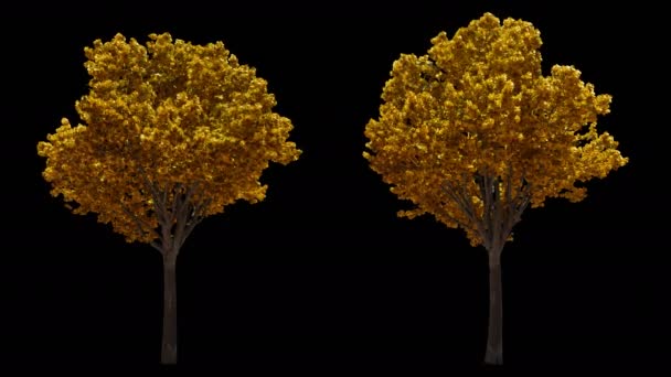 2 soplando en el viento árboles amarillos de otoño aislados con alfa — Vídeo de stock