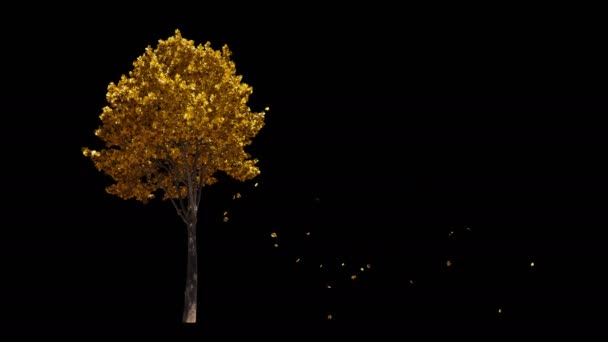 Blowing on the wind European autumn yellow tree isolated with alpha — Stock Video