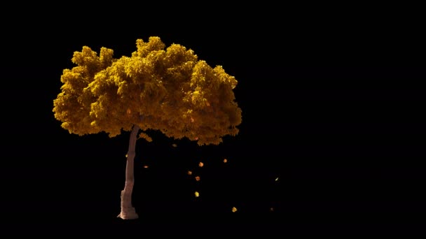 Blåser på vinden Europeiska hösten gula träd isolerad med alpha — Stockvideo