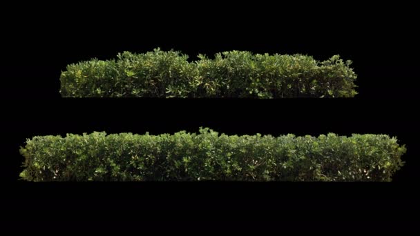 2 beautiful decorative hedge blowing on the wind, isolated with alpha channel — Stock Video