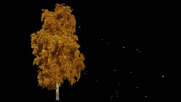吹在风秋黄色树孤立与阿尔法 — 图库视频影像