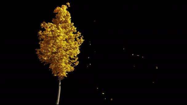 Дуновение на ветру осеннее желтое дерево, изолированное альфой — стоковое видео