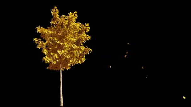 Soplando en el viento otoño árbol amarillo aislado con alfa — Vídeo de stock