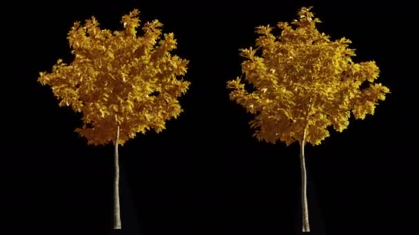 2 soufflant sur le vent automne arbres jaunes isolés avec alpha — Video