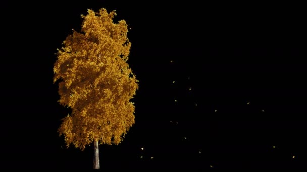 Soplando en el viento otoño árbol amarillo aislado con alfa — Vídeos de Stock