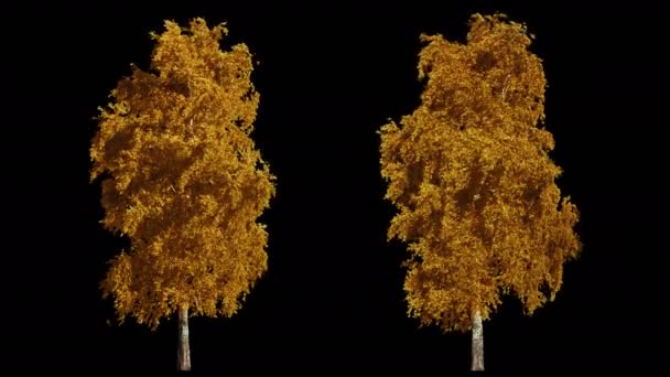 2 soplando en el viento árboles amarillos de otoño aislados con alfa — Vídeo de stock