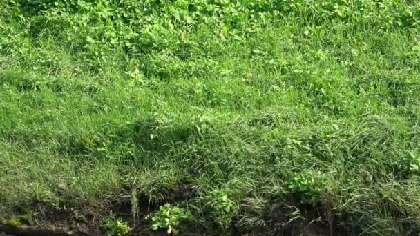 Hierba verde fresca disparada desde la vista superior, con viento soplando, lado de la colina — Vídeos de Stock