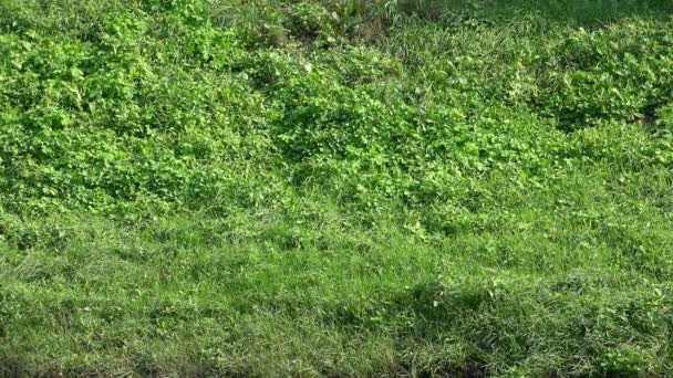Hierba verde fresca disparada desde la vista superior, con viento soplando, lado de la colina — Vídeo de stock