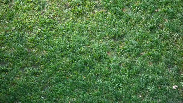 Fresh green grass shot from top view, with wind flowing — Stock Video