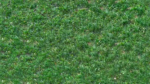 Čerstvé zelené trávě střílel z pohledu shora, vítr proudící, bezešvá textura — Stock video