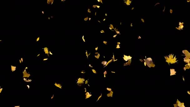 Feuilles jaune automne tombant du haut au ralenti, gros plan 