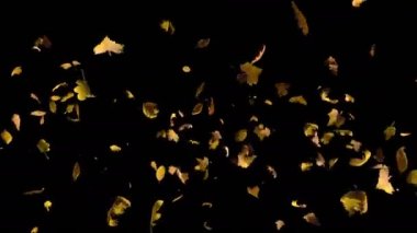 Sonbahar sarı yapraklar, Alfa ile geçiş düşüyorum