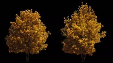 Alfa ile izole Rüzgar sonbahar sarı ağaçlar üzerinde üfleme 2