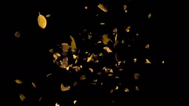 Chute des feuilles jaunes d'automne, transition avec alpha — Video