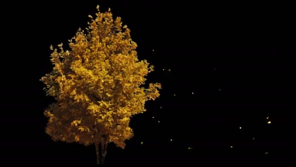 Soplando en el viento otoño árbol amarillo aislado con alfa — Vídeos de Stock