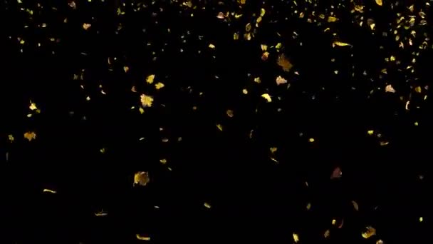 Падающие осенние желтые листья сверху в реальном времени — стоковое видео