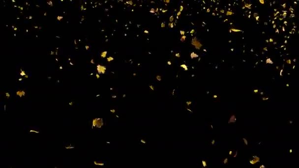 Feuilles jaune automne tombant du haut en temps réel 