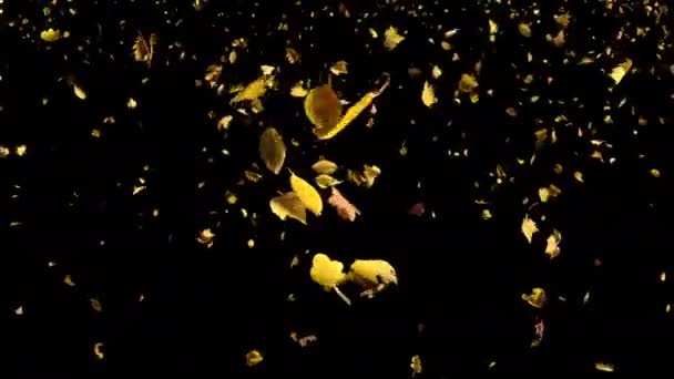 Feuilles jaune automne tombant en boucle par le haut au ralenti — Video