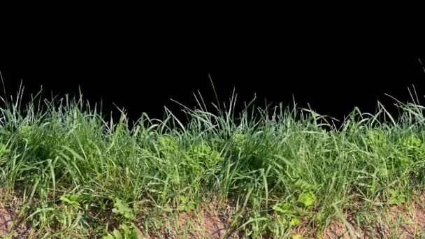 Belo tiro de grama azulejos baixos, soprando sobre o vento isolado no canal alfa — Vídeo de Stock