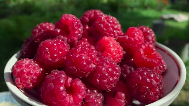 Frische Himbeeren in Super-Marco-Linse geschossen — Stockvideo