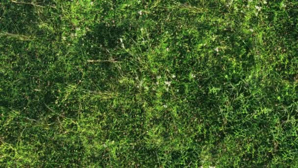 Hierba verde fresca disparada desde la vista superior — Vídeo de stock