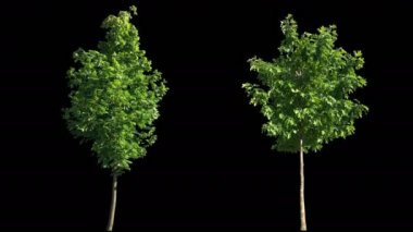 Alfa ile izole Rüzgar ağaçları üfleme 2