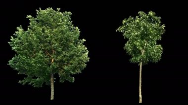 Alfa ile izole Rüzgar ağaçları üfleme 2