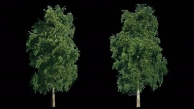 Alfa ile izole Rüzgar ağaçları üfleme 2