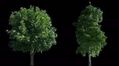 Alfa ile izole Rüzgar ağaçları üfleme 2