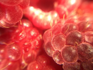 Taze ahududu ultra closeup büyük alan derinliği ile vuruldu