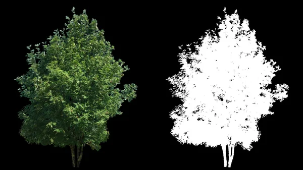 Güzel yeşil tam boy gerçek ağaç izole Alfa kanalında