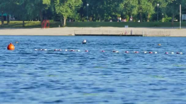 Nuotatore sul lago — Video Stock