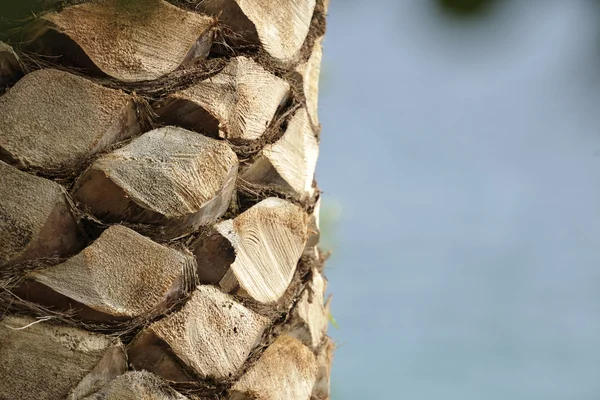 Palm tree close up — Stock Photo, Image