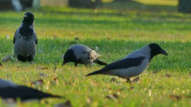 Kuzgunlar çimenlerde tadını çıkarma