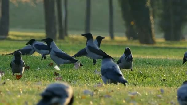 Corbeaux se prélassant dans l'herbe — Video