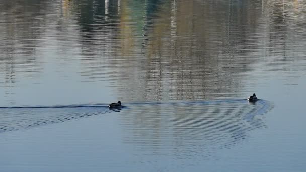 Canards nagent lentement à travers le lac au ralenti . — Video