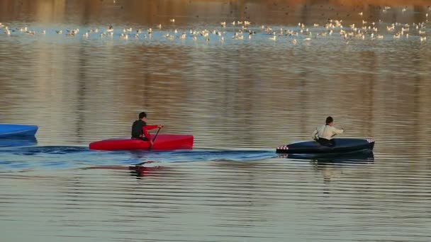 Un gruppo di vogatori in kayak sul lago uno stormo di uccelli sullo sfondo — Video Stock