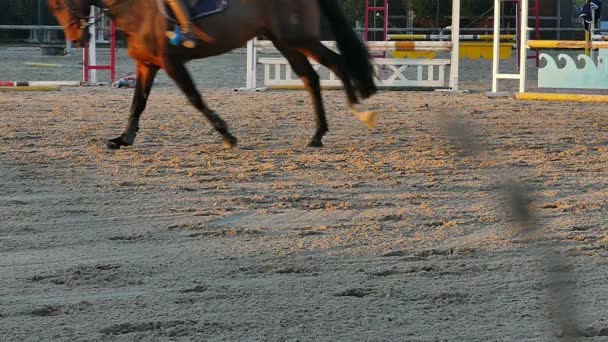 Caballo en un trote ligero pasa a través de la equitación polígono — Vídeos de Stock