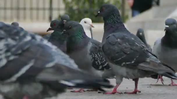 Colombe blanche dans une variété de pigeons gris — Video