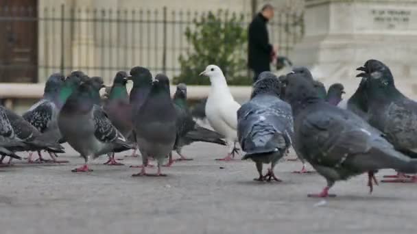 Las palomas caminan por la calle — Vídeos de Stock